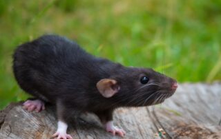 4 WAYS TO PREVENT RODENT PROPERTY DAMAGE Bayside Landscaping 6