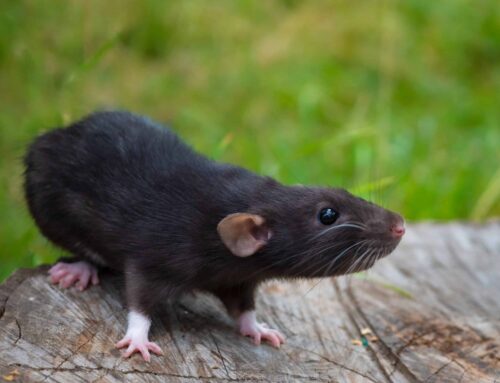 4 WAYS TO PREVENT RODENT PROPERTY DAMAGE