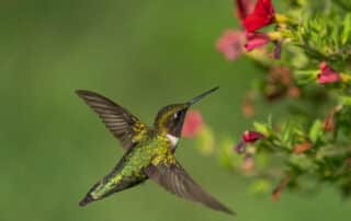 HUMMINGBIRDS: 4 PLANTS TO ATTRACT THEM Bayside Landscaping 6