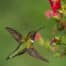 HUMMINGBIRDS: 4 PLANTS TO ATTRACT THEM Bayside Landscaping 8