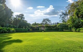 organic lawn care practices