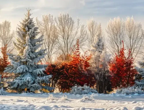 Winter Care Essentials for Your Trees and Shrubs