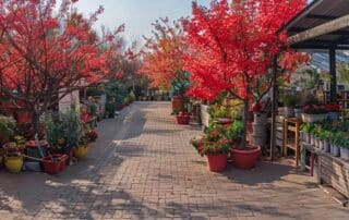 a well-organized urban garden center features vivid prairie fire crabapple trees, showcasing vibrant crimson foliage and an attentive gardener arranging essential care tools against a backdrop of neatly labeled care tip signage.
