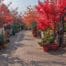 a well-organized urban garden center features vivid prairie fire crabapple trees, showcasing vibrant crimson foliage and an attentive gardener arranging essential care tools against a backdrop of neatly labeled care tip signage.