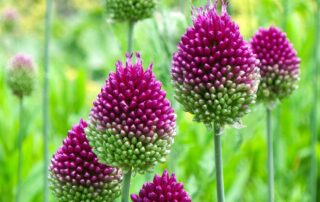 Perennial Plants