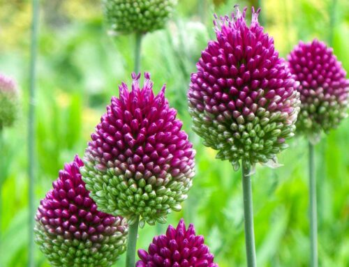 Perennial Plants: The Core of Sustainable Landscape Design