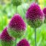 Perennial Plants