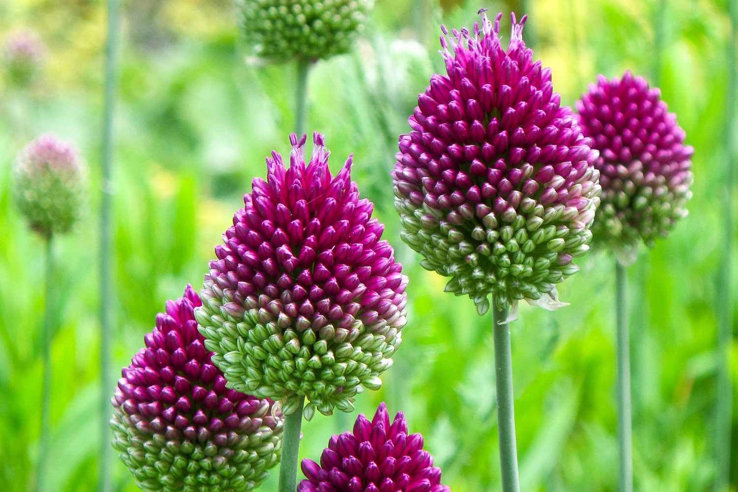 Perennial Plants